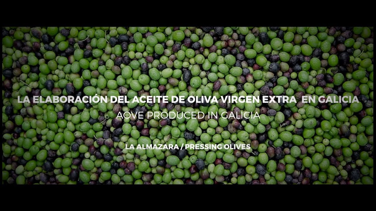 La elaboración del aceite de oliva virgen extra en Galicia - Aceites Abril 2ª parte