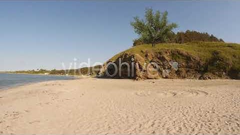 Oak Tree V3 | Motion Graphics - Envato elements