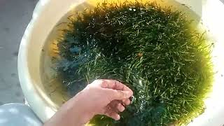 Ramshorn Snails, Breeding, Care, Elimination, Specie Profile