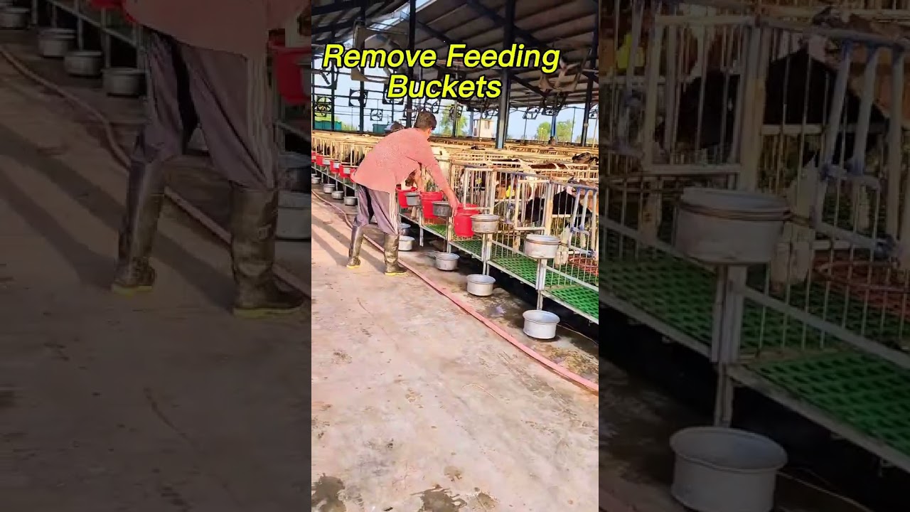 calf feeding #shortvideo #shorts #calfbirth #calffeeding #calfcare