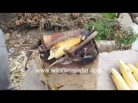 Traditional bhutta vendor roasts fresh corn over a wood-fired stove on a winter day in Meerut
