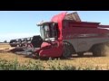 Wheat harvest, West Norfolk, MF 7282, August 2016.