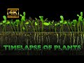 The Time Lapse Of Plants IN 4K Music By Trevor Kowalski mp3