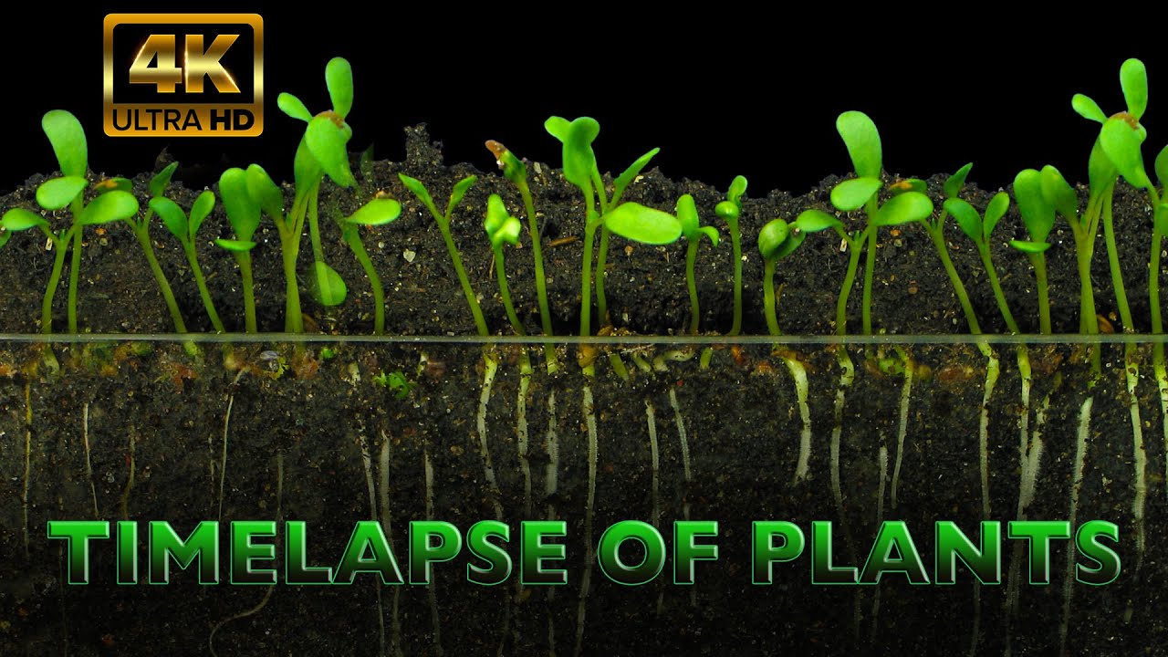 The Time-lapse Of Plants IN 4K, Music by Trevor Kowalski The Time-lapse Of Plants IN 4K, Music by Trevor Kowalski