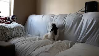 Japanese Chin on the Couch by Teg'dirb 80 views 3 years ago 1 minute, 53 seconds