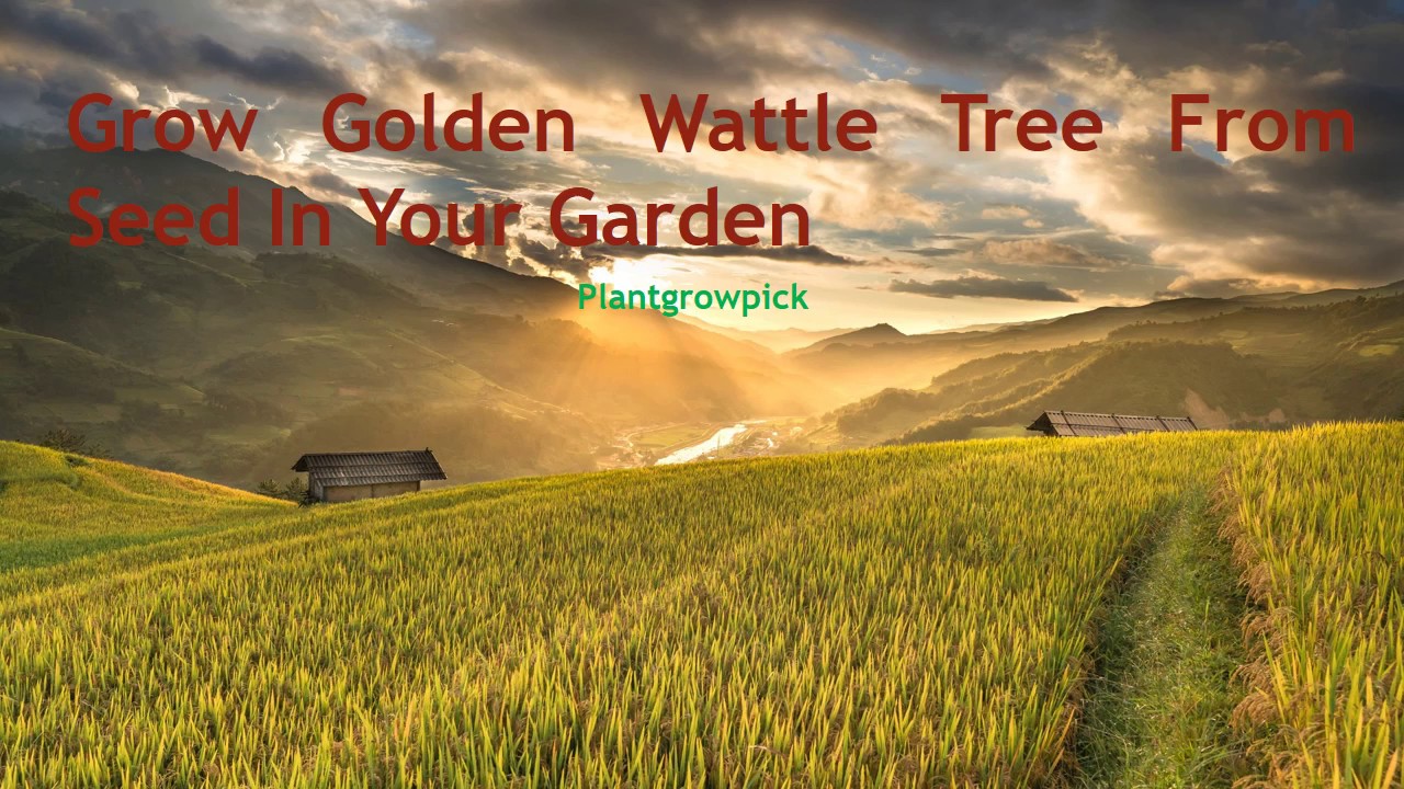 Grow Golden Wattle Tree From Seed In Your Garden