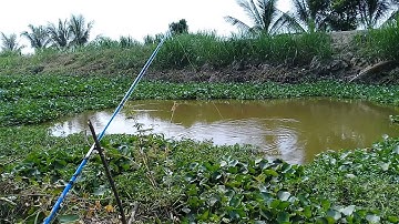 CÂU CÁ THIÊN NHIÊN|CÂU LẠI ĐIỂM CÂU CỦ-DÍNH CÁ LÚC NÀO CŨNG KHÔNG HAY|
