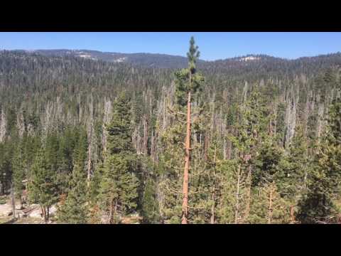 Video: Why The Forest Is Dying