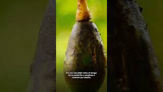 Tu aguacate pierde hojas y nadie sabe por que: el problema...