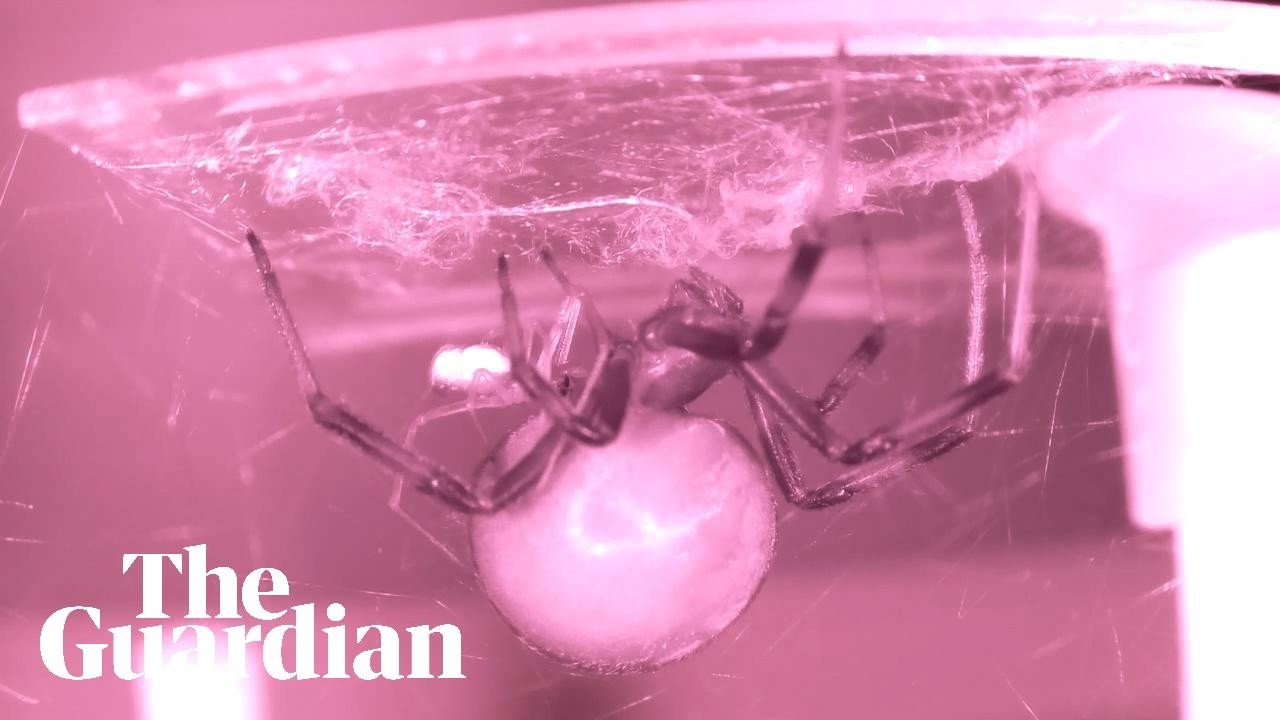 A male widow spider performs a 'self-sacrificial somersault' during sex