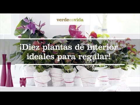 Video: Regalos de jardín únicos: regalos para jardineros que lo tienen todo
