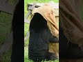 Rescued bears love their enrichment!