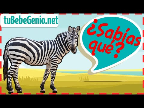 Vídeo: Què és la zebra quagga?