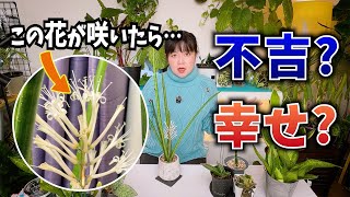Is this flower a sign of bad luck or good fortune? 🌱How to Grow