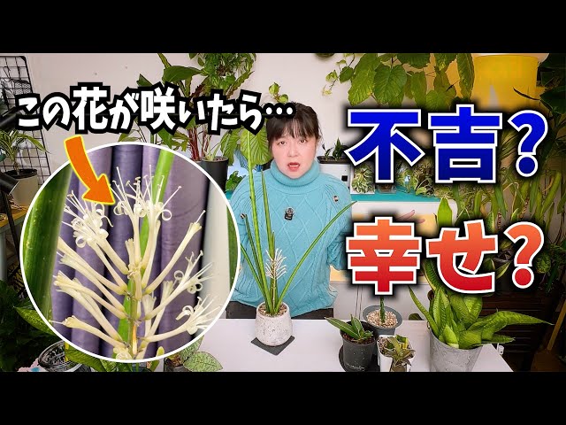 Is this flower a sign of bad luck or good fortune? 🌱How to Grow