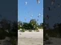 It’s not the Beach without Seagulls!