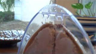Insect Lore Ant Hill.wmv
