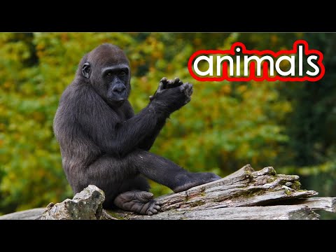 Animals CVI friendly video for kids