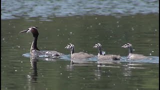 Oiseau Migrateur Le Grèbe Huppé