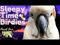 Calm ASMR for Birds | Crickets & Parrot Sounds Nature Soundscape | HD Parrot TV | 24/7 Bird Room TV