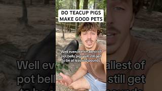 Do Teacup Pigs Make Good Pets?