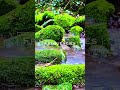 Forest Stream Sounds & Relaxing Music 🌿 Peaceful Nature #shorts #relaxingmusic #ambientmusic #432hz