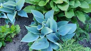 De Voortuin Op Dit Moment Van Het Jaar