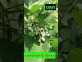 අම්බලමි පාලුවා