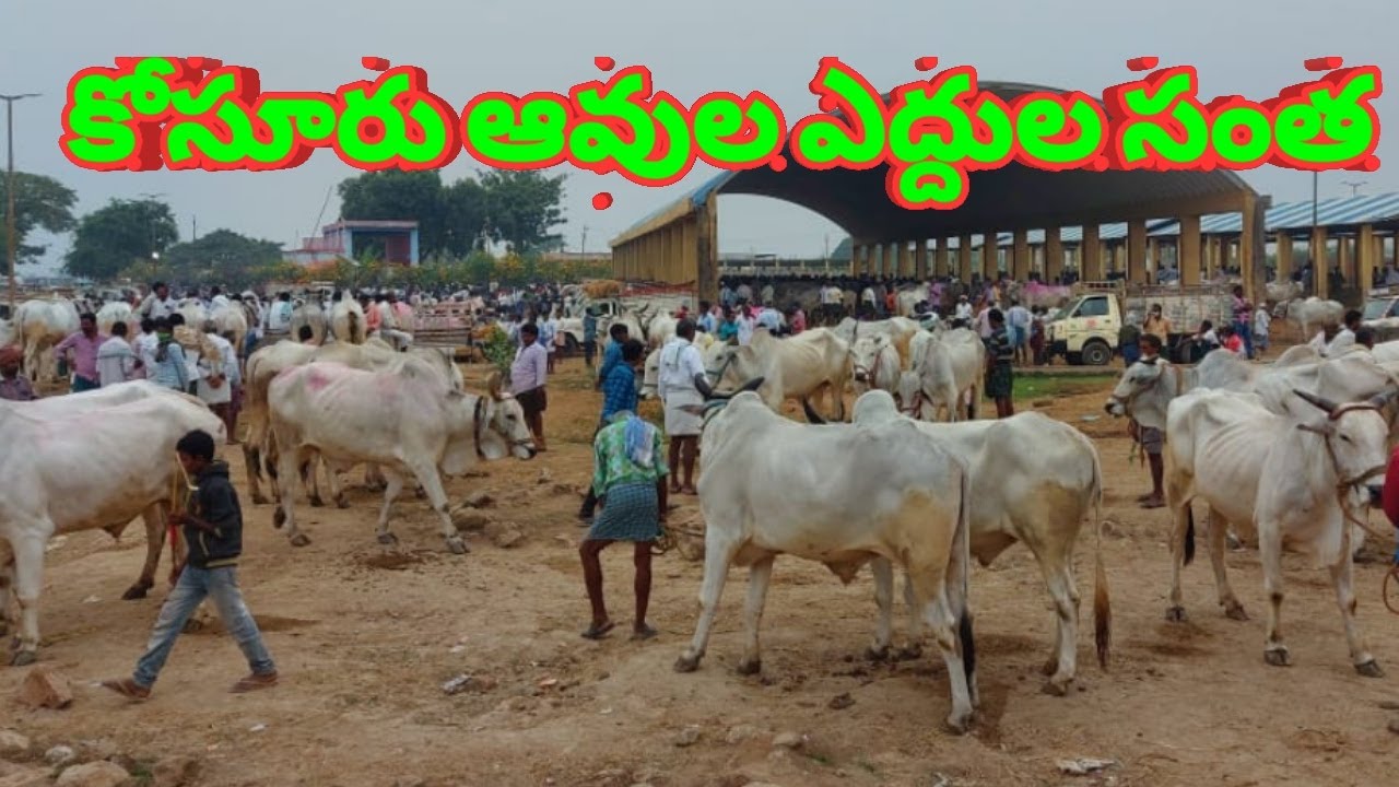 KOSURU COWS BULLS MARKET/కోసూరు ఆవుల సంత