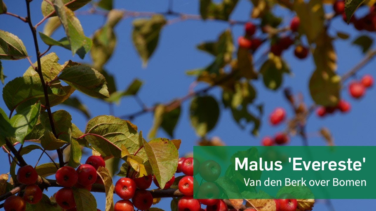 Malus 'Evereste' - Van den Berk over Bomen - YouTube