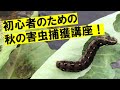 虫の姿が見当たらない時、どこを探せばいいのか？キャベツ、白菜、レタスで害虫捕獲の実演！