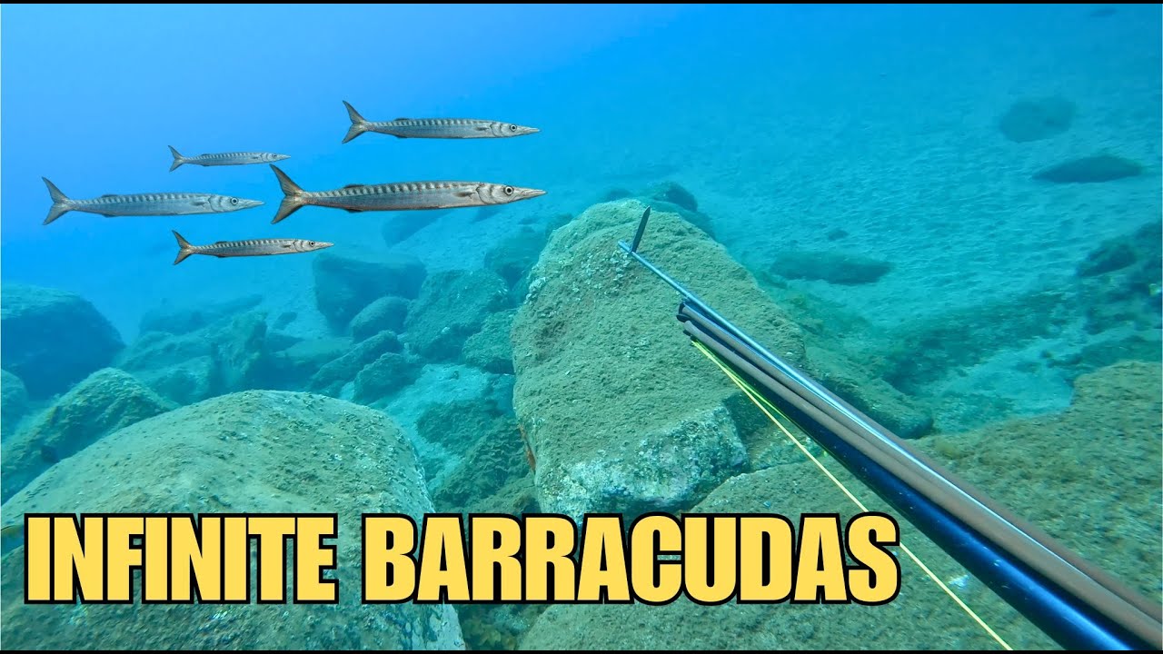 Spearfishing Vlog - Summer in Madeira