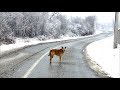 Snowy - a homeless dog wandering the street