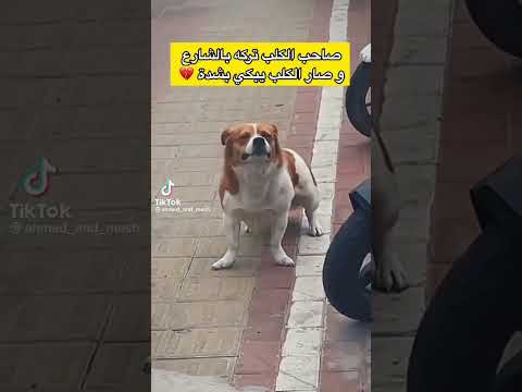 صاحب الكلب ترك الكلب في شارع فصار يبكي بشدة