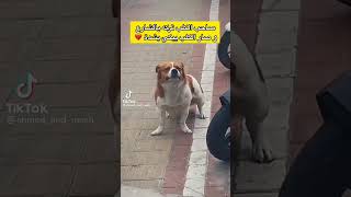 صاحب الكلب ترك الكلب في شارع فصار يبكي بشدة😿😿
