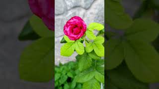 Aman Elini Verme Gülün Dikeni Batar 🌹