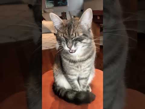 С котами жить весело #топчики #котики #catshorts #catlover #fannyvideo #муся #милыйкотик