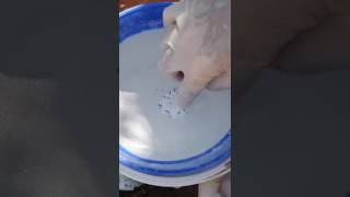 Arı Ve Varroaların Pudra Şekerinden Ayrılması