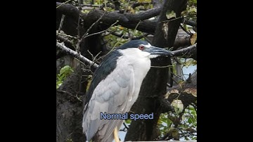 Thumbnail of Black-crowned Night Heron With Quite the Yawn on a Rainy Day