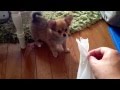 子犬つよし対ウェットティッシュ