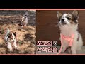 강아지 브이로그 :: 시고르자브종 쪼코의 산책연습🐾/아기강아지 첫 산책