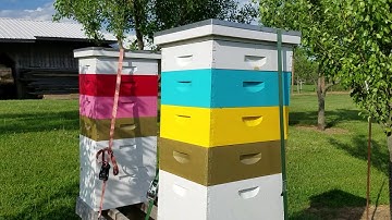 Bee swarm Scout bees and swarm traps