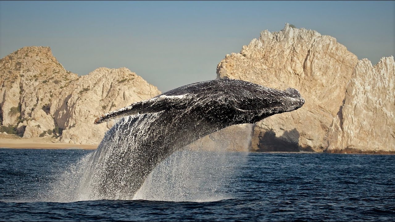 LA BALLENA GRIS LLEGA A BAJA CALIFORNIA SUR YouTube LA BALLENA GRIS LLEGA A BAJA CALIFORNIA SUR YouTube