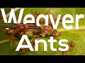 Weaver ants  the queens the princesses the drones and the workers