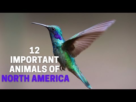 12 Important Animals of North America | Animal Globe