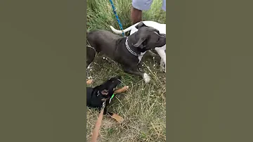 Pitt Bull Attacked Bull Terrier 