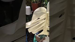 Monstera Variegata Monvar Albino Albo Bisa Lahiran Keluar Daun Baru Non Albino? Bisa Ini Buktinya