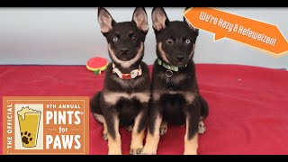 Pints for Paws - Tickets On Sale! by Berkeley Humane 57 views 11 months ago 40 seconds