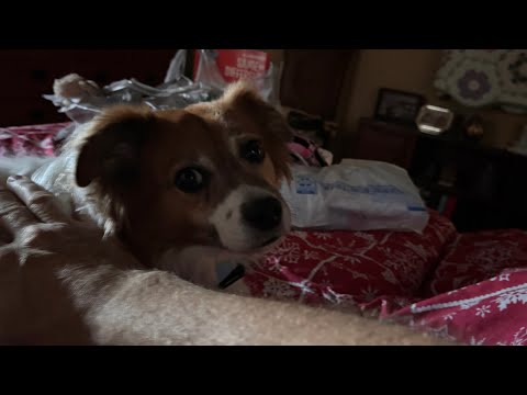 Dog therapy for my hand #pinpalsy