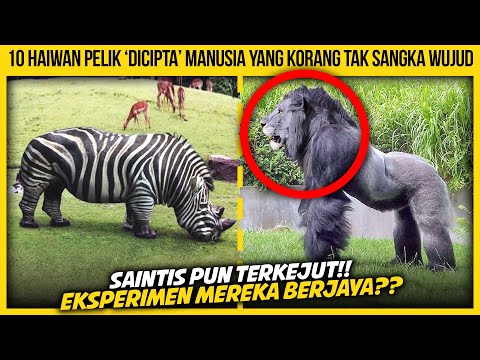 Video: Pet Sotong: Monyet Bayi Boleh Rahsia Kejayaan Giants, Kumbang Baru Ditemui